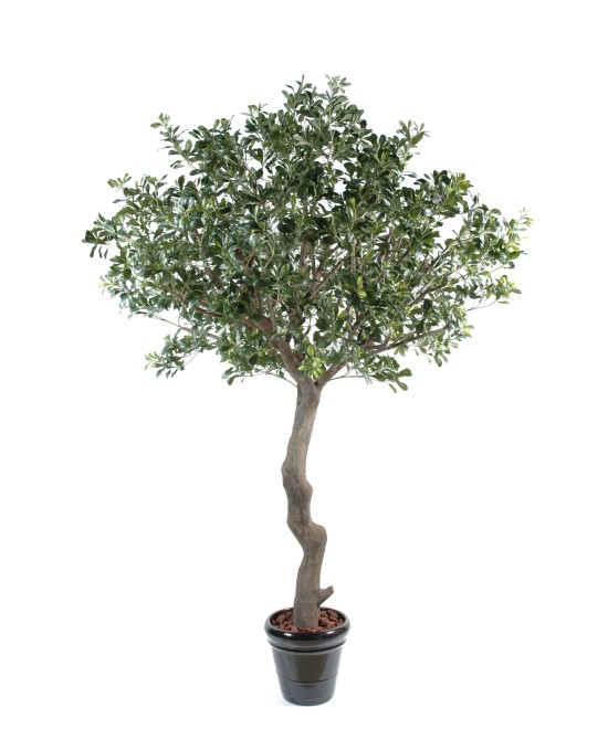 Kunstpittosporum puu