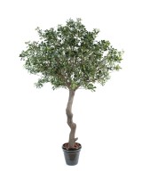 Artificial pittosporum TREE