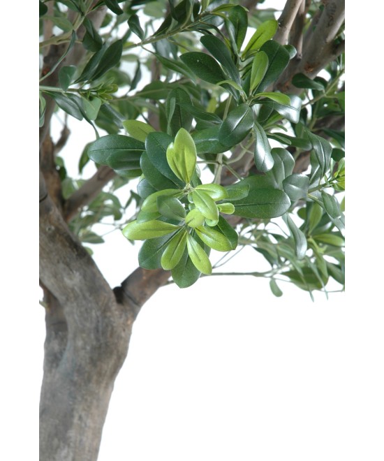 Kunstpittosporum puu