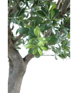 Artificial pittosporum TREE
