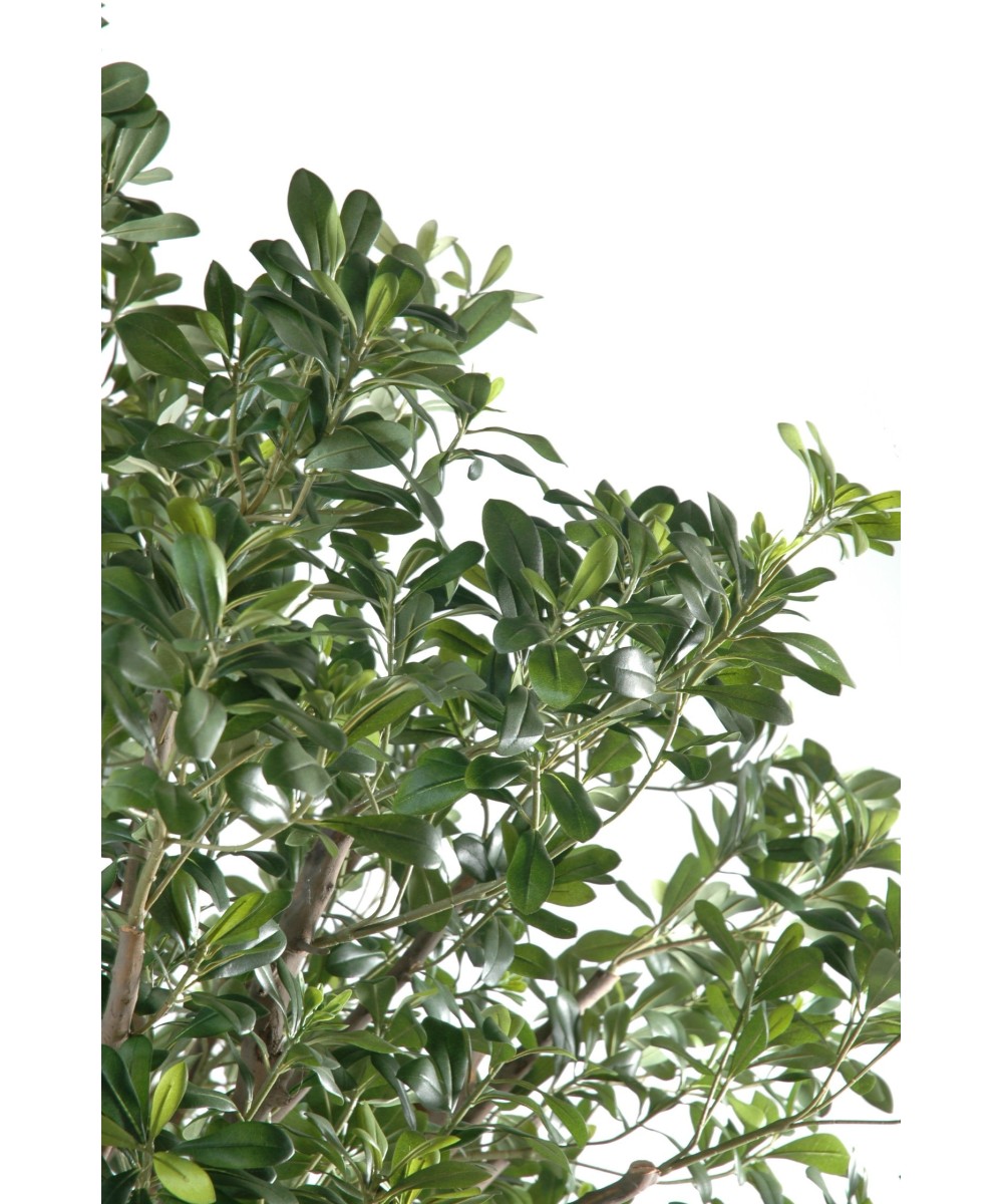 Artificial pittosporum TREE