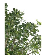 Artificial pittosporum TREE
