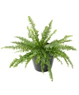 Kunstlik BOSTON FERN LUXURY
