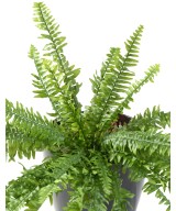 Kunstlik BOSTON FERN LUXURY