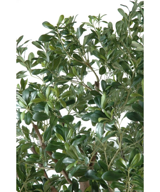 Artificial pittosporum TREE