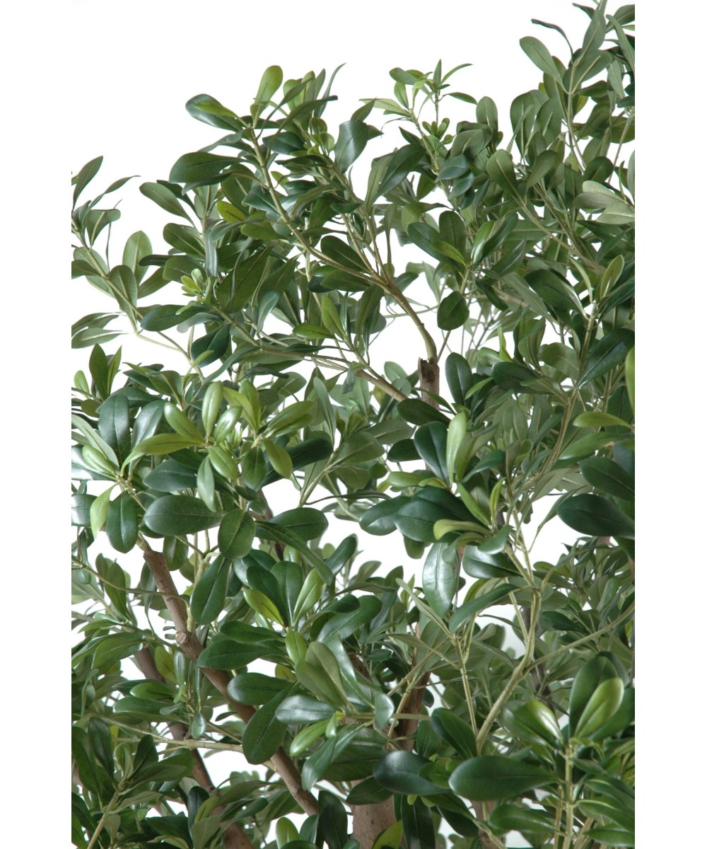 Artificial pittosporum TREE