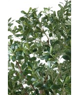 Kunstpittosporum puu