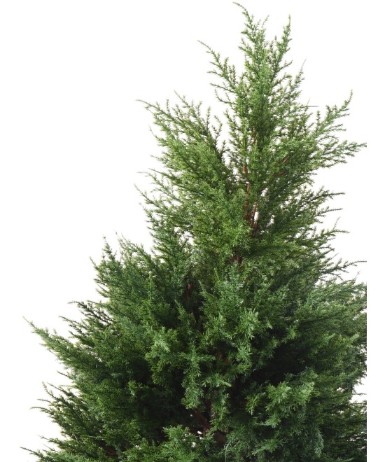 Artificial cypress (juniperus vj)