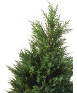 Kunstküpress Juniperus
