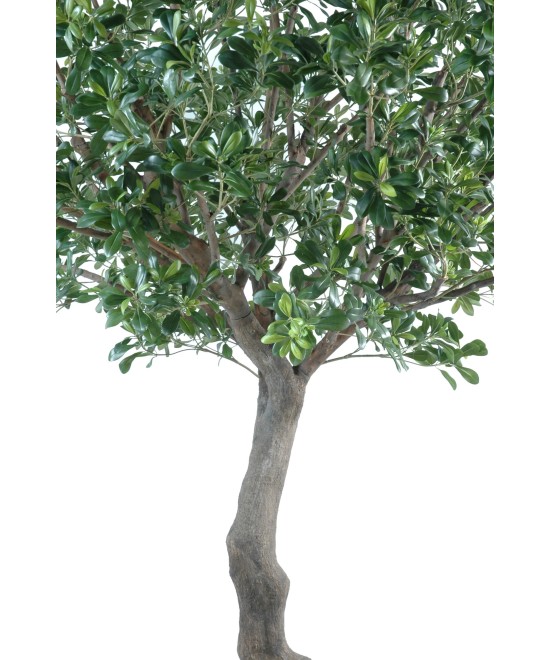 Artificial pittosporum TREE