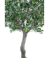 Artificial pittosporum TREE