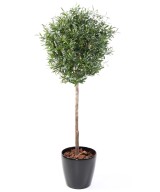 Kunstoliivipuu peapall