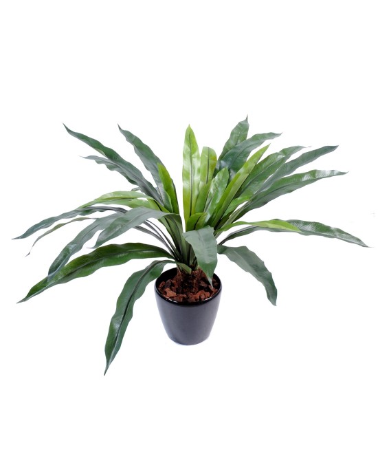 Kunstaspleenium tüvel, 30 lehte