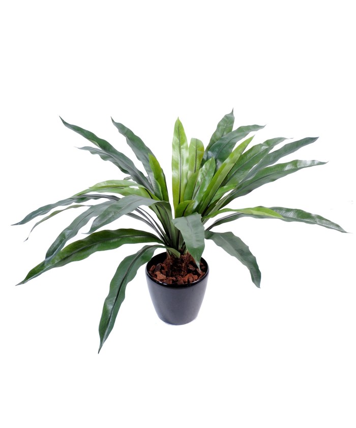 Kunstaspleenium tüvel, 30 lehte