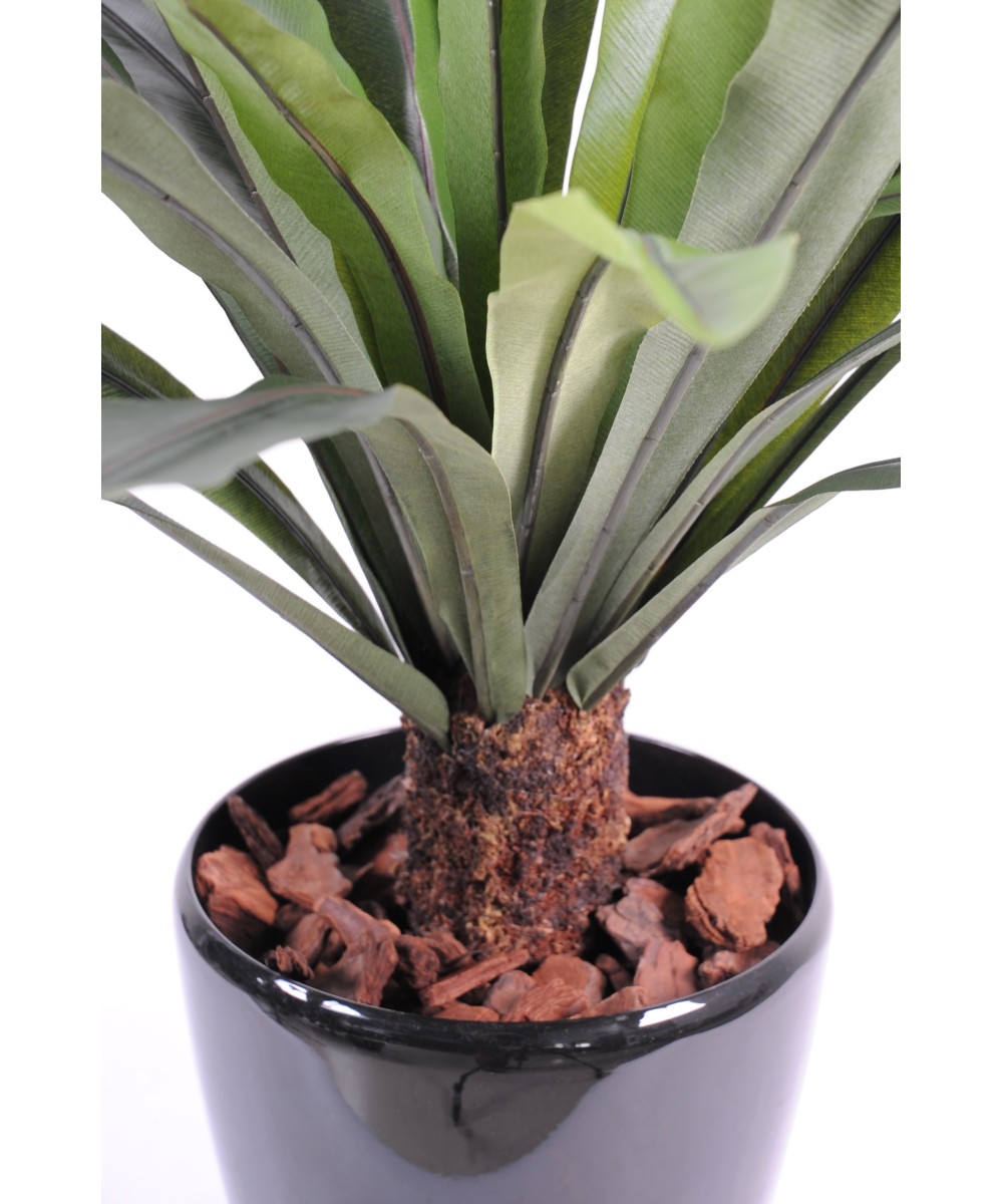 Kunstaspleenium tüvel, 30 lehte