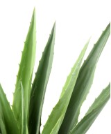 Artificial AGAVE FURCRAEA