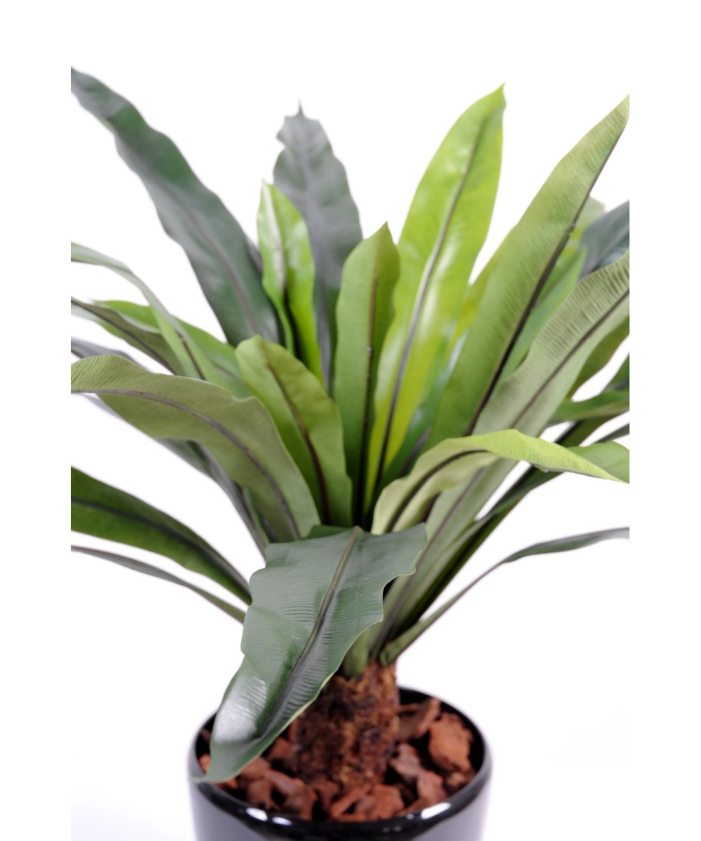 Kunstaspleenium tüvel, 30 lehte