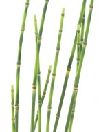 Artificial PRESLE (Horsetail)