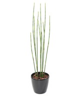 Artificial PRESLE (Horsetail)