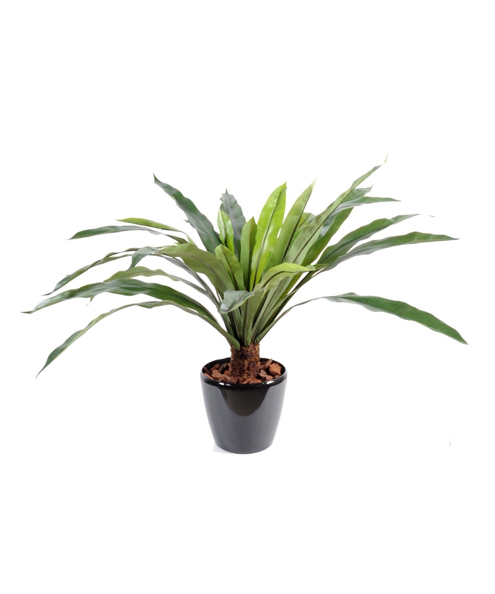 Kunstaspleenium tüvel, 30 lehte