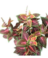 Artificial COLEUS R *11