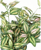 Kunsttradeskantsia ZEBRINA *8