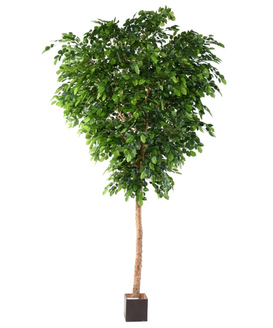Artificial BEECH