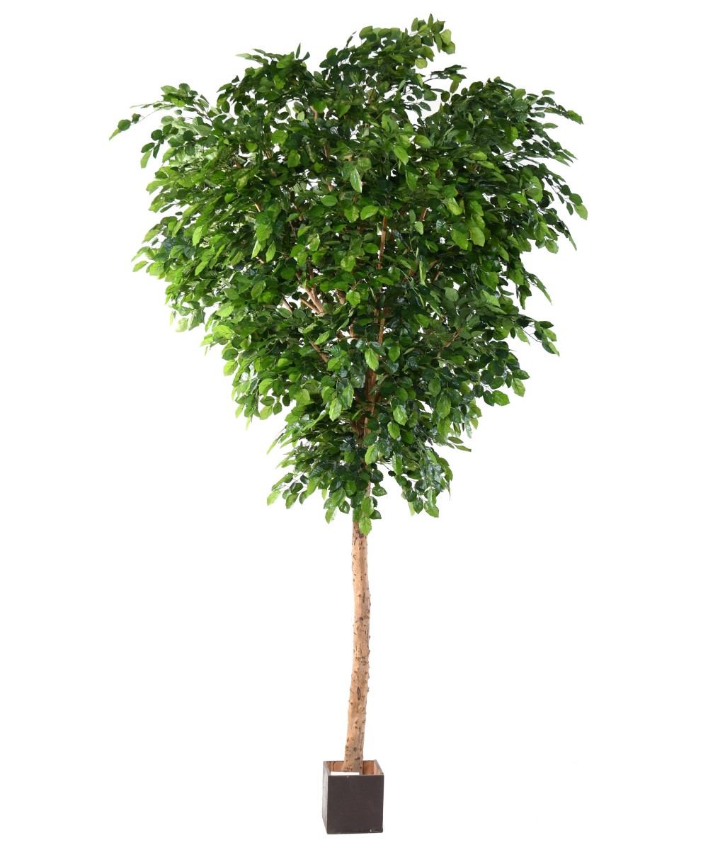 Artificial BEECH
