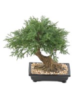 Artificial BONSAI JUNIPERUS IN BOWL