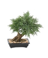 Kunstlik bonsai kadakas kausis