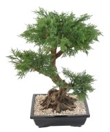 Kunstlik bonsai kadakas kausis