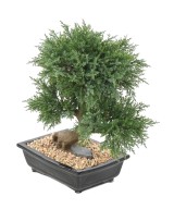 Kunstlik bonsai kadakas kausis