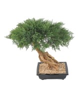 Artificial BONSAI JUNIPERUS IN BOWL