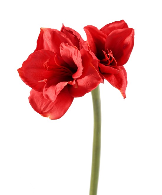 Artificial amaryllis stem