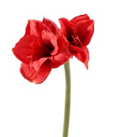 Artificial amaryllis stem