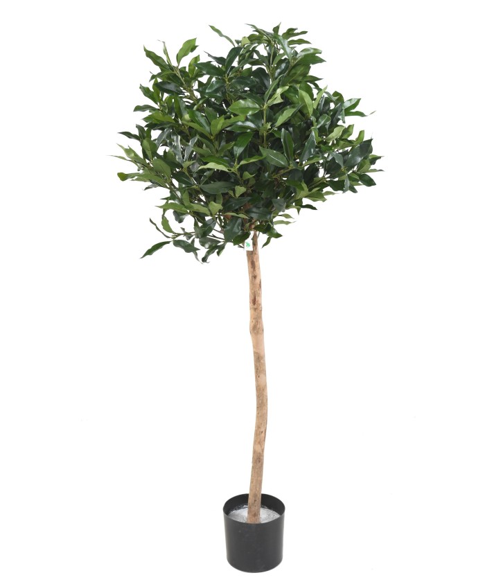 Kunstlik LAUREL LUSITANICA vars