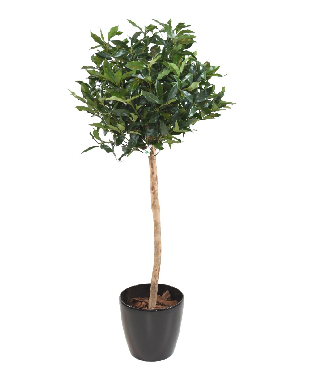 Kunstlik LAUREL LUSITANICA vars