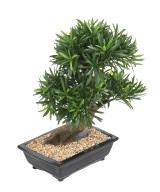 Kunstlik bonsai podokarpus kausis
