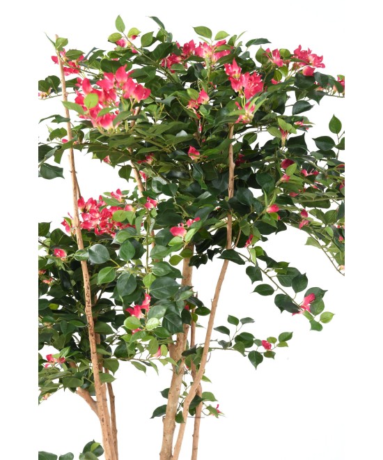 Kunstlik bugenvillea JUUR