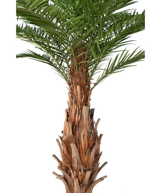 Kunstpalm Kanaari saarte datlipalm