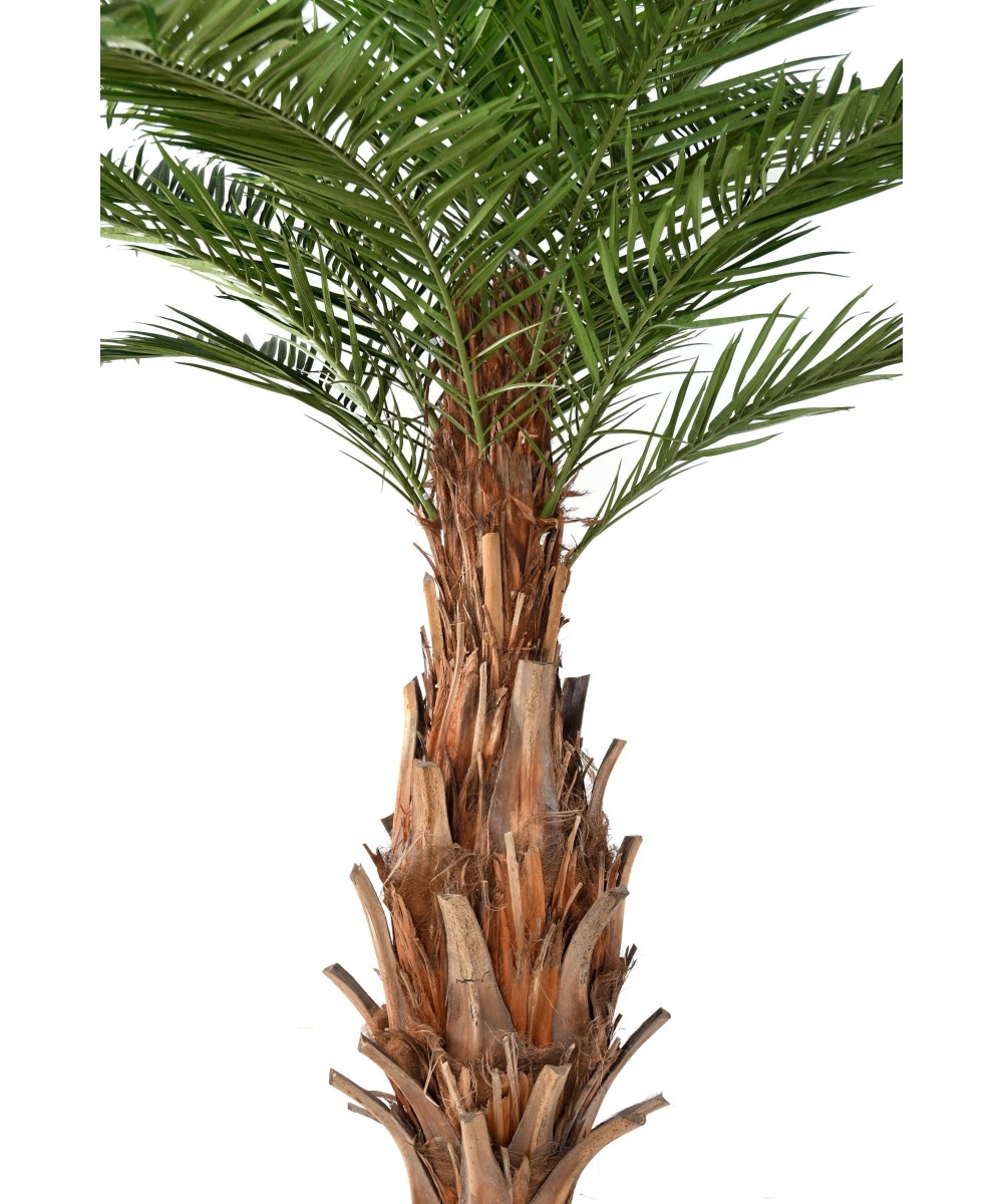 Kunstpalm Kanaari saarte datlipalm