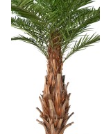 Kunstpalm Kanaari saarte datlipalm
