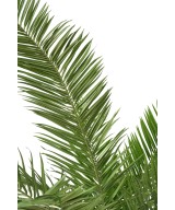Kunstpalm Kanaari saarte datlipalm