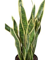 Artificial Sansevieria LARGE
