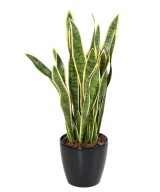 Artificial Sansevieria LARGE