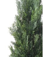 MINI-KÜPRESS (juniperus vj) UUS Kunstlik