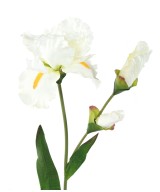Artificial IRIS