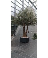 Artificial OLIVE TREE NC