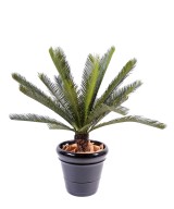 Artificial cycas TRUNK