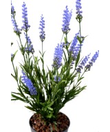 Kunstlik lavendel